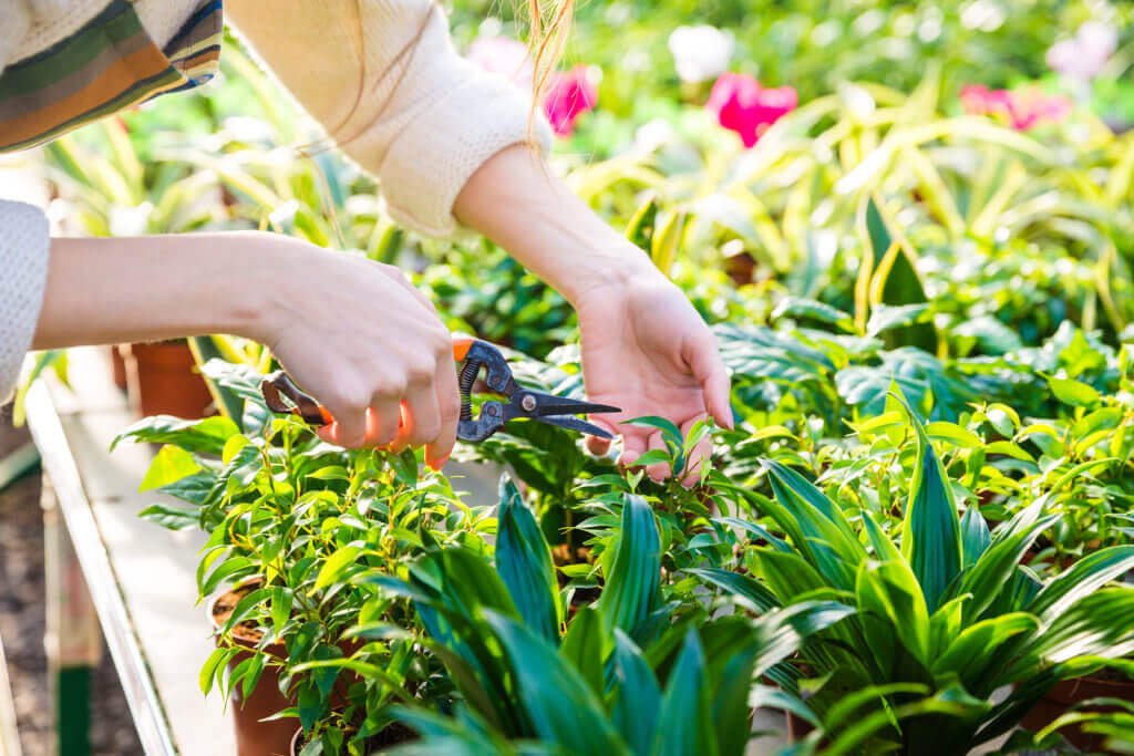 How to sow grass