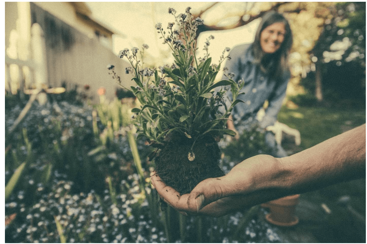 Gardening Trends