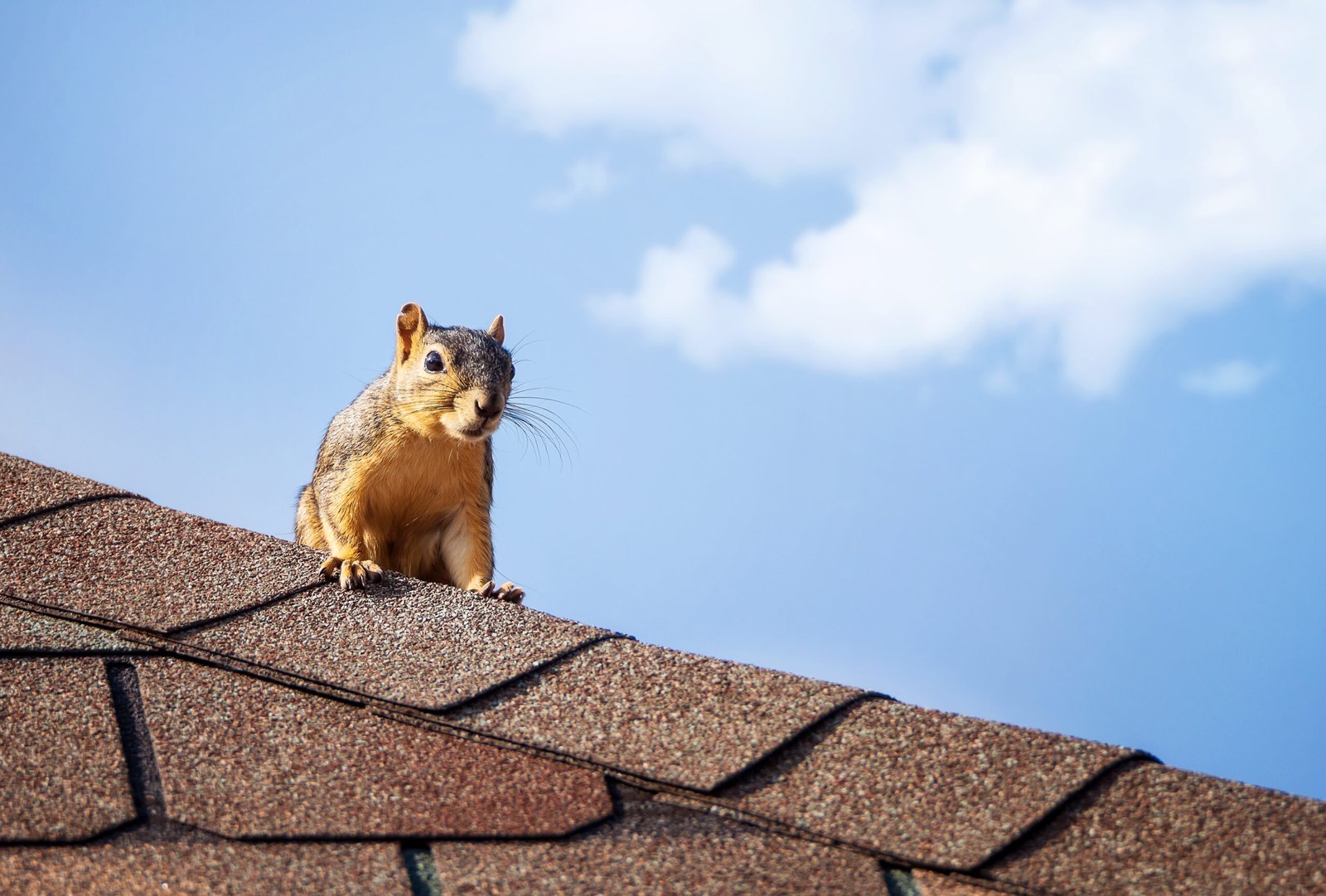 How Squirrels Get in the Attic Tips for Toronto Homeowners