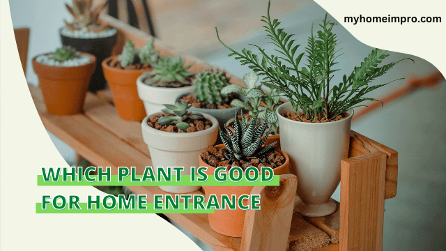 home entrance plants