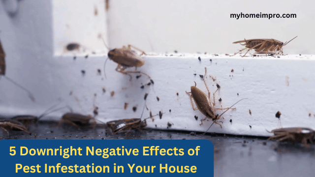 Pest Infestation in Your House