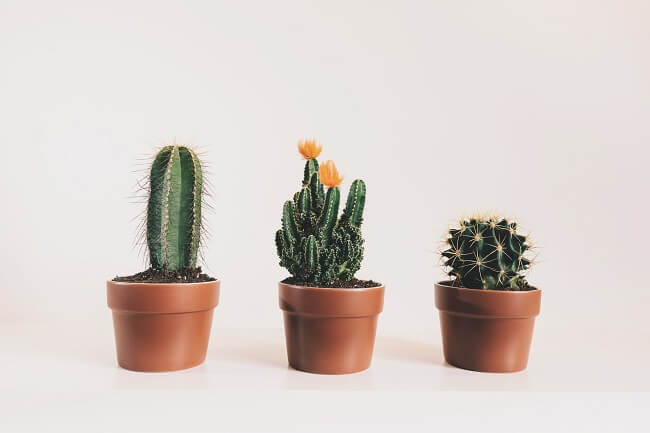 Easy-to-Care-for Indoor Succulents and Cacti